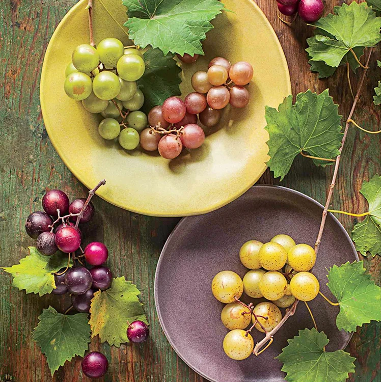 种花王大爷圆叶葡萄果树苗阳台盆栽庭院种植果树苗简单好养