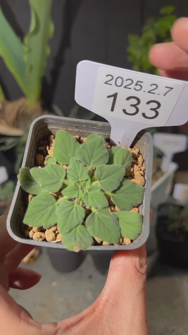 【闪购商品】莫尼利洋葵2.7.133