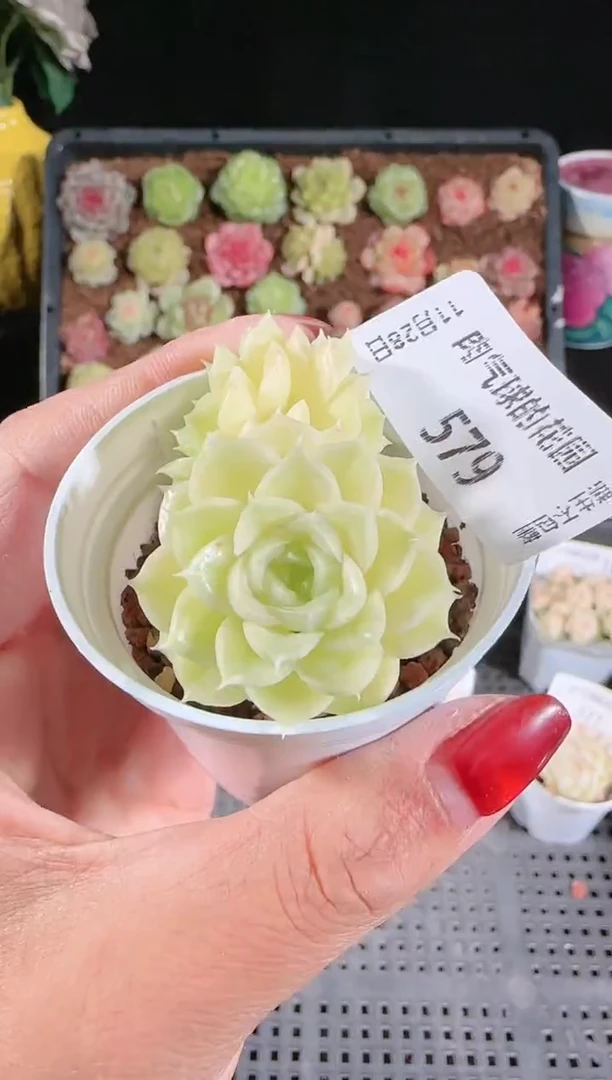 多肉1128-579群生不包整