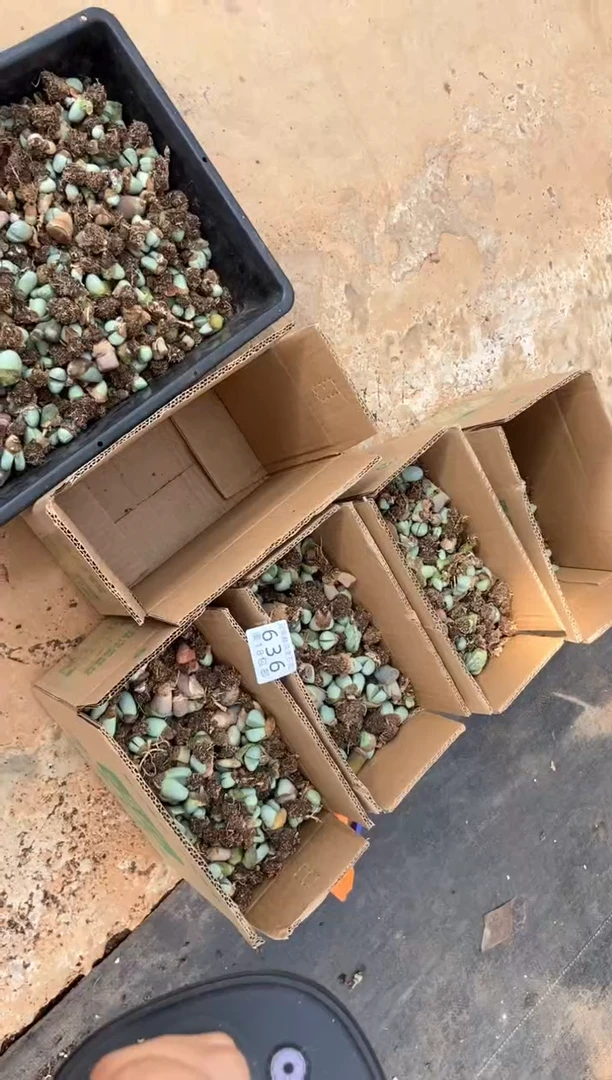 636特价金玲玉混有疤瑕疵发货1箱量拍