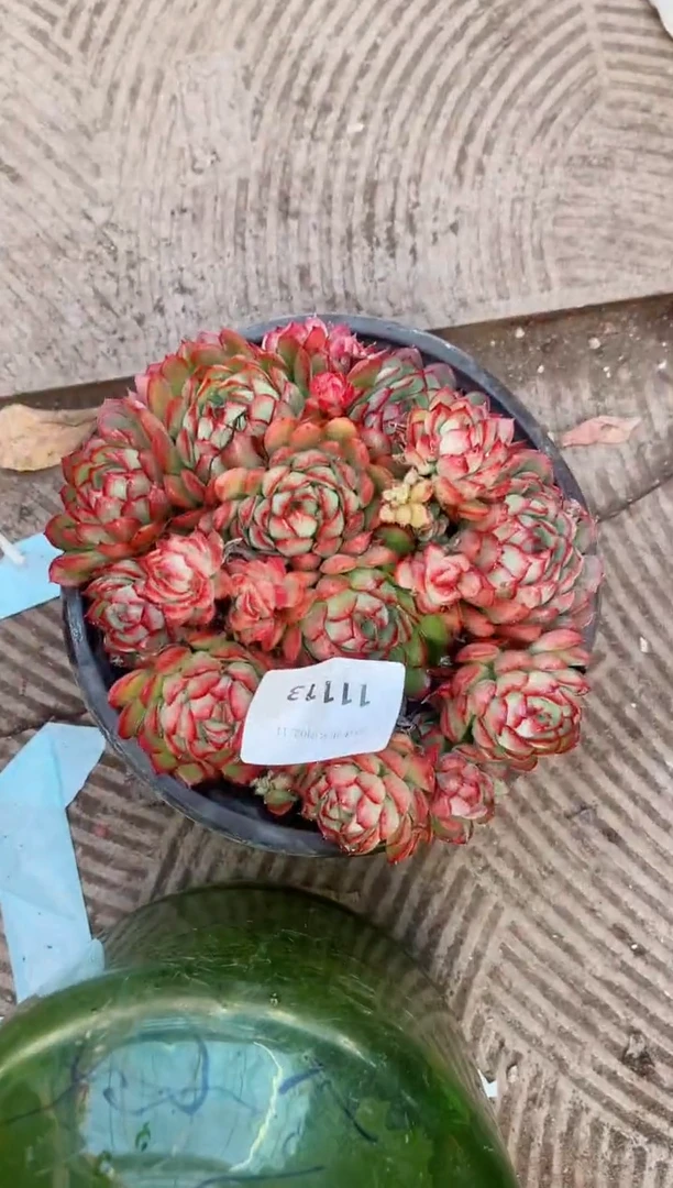 【闪购商品】11113