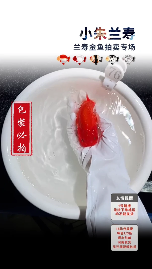 金鱼包装必拍未拍顺丰到付76号