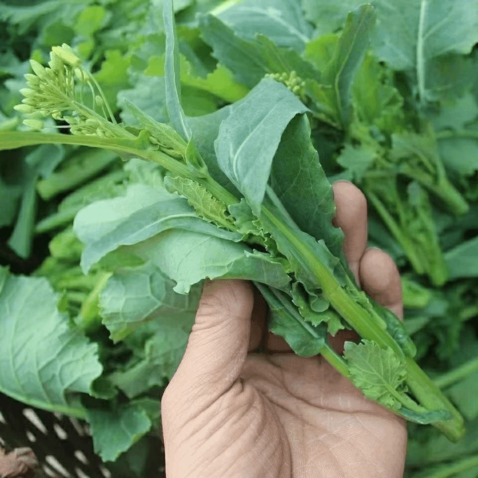 【满5元包邮】早熟油菜苔种子耐热高产春季四季播南蔬菜种子