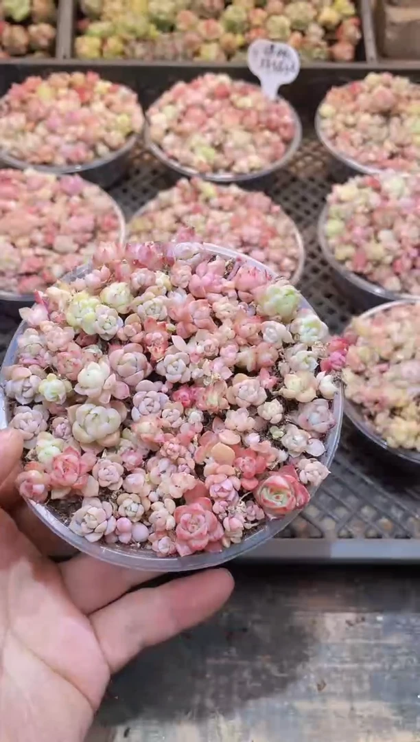 【闪购商品】014播种珍妮优量拍1盒