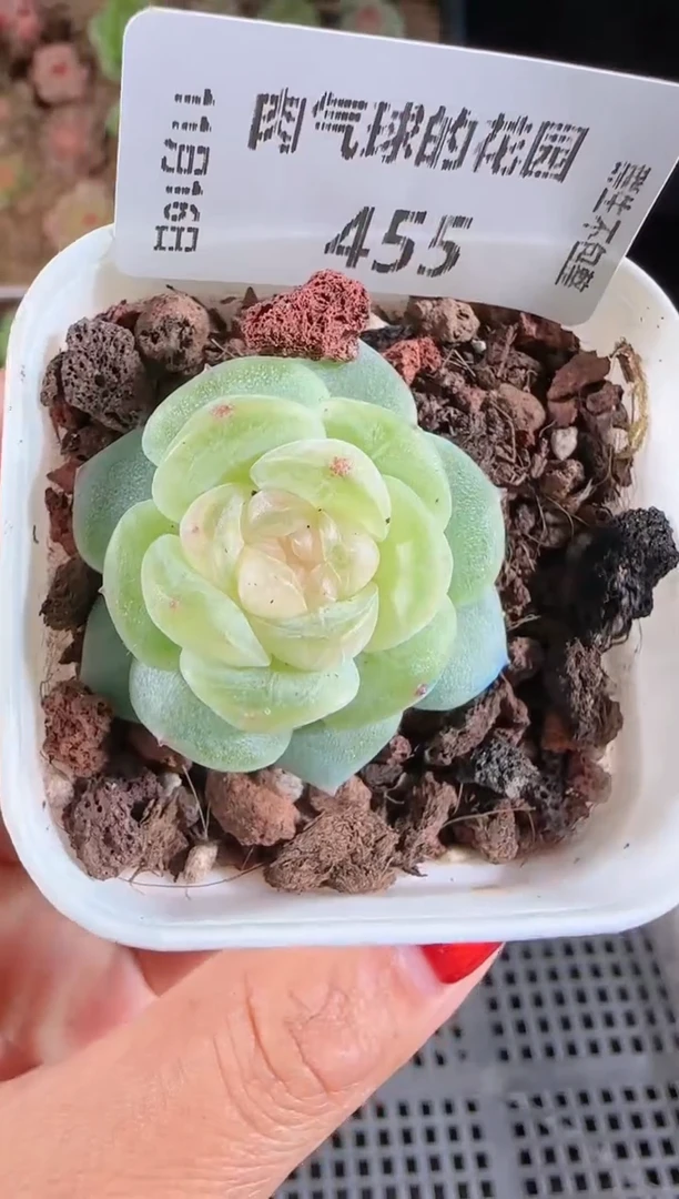 1116-455星月群生不包整