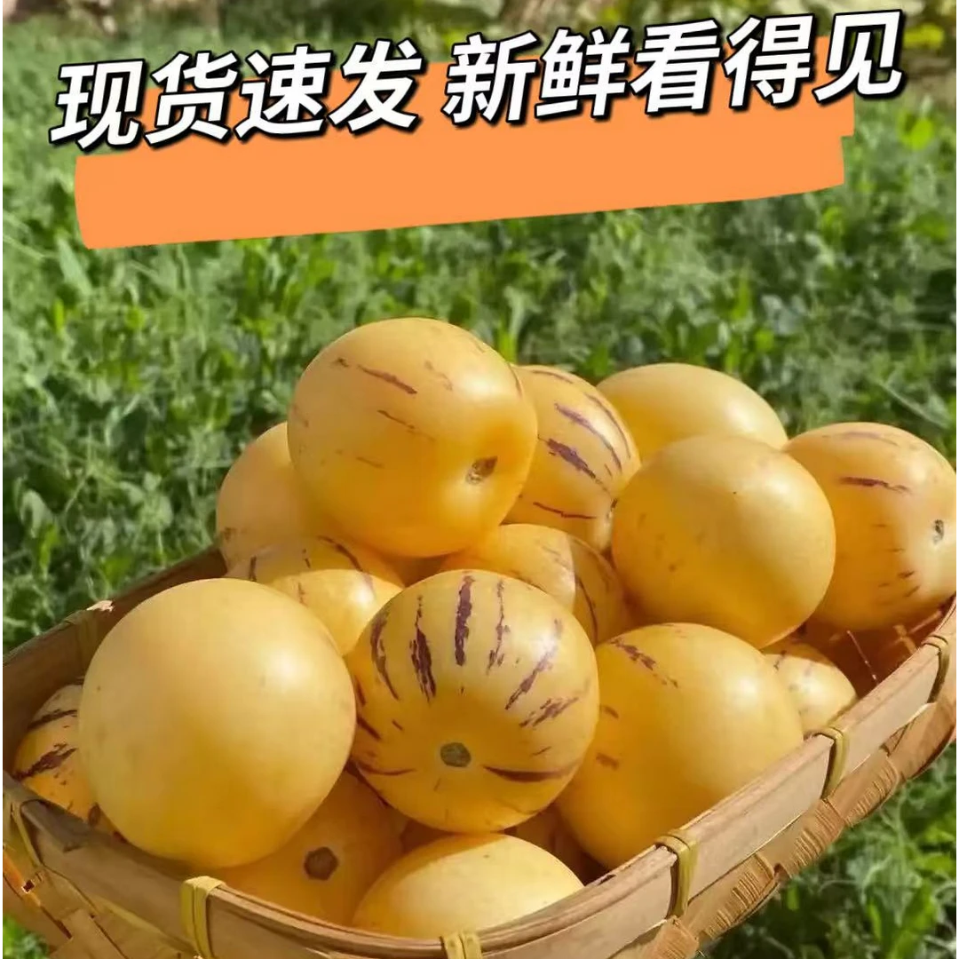 云南石林树上熟黄肉圆果果清甜多汁应季新鲜水果