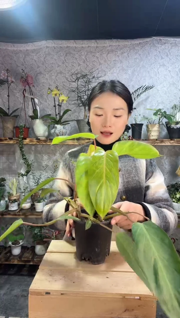 完全开放油画女郎蔓绿绒福利15