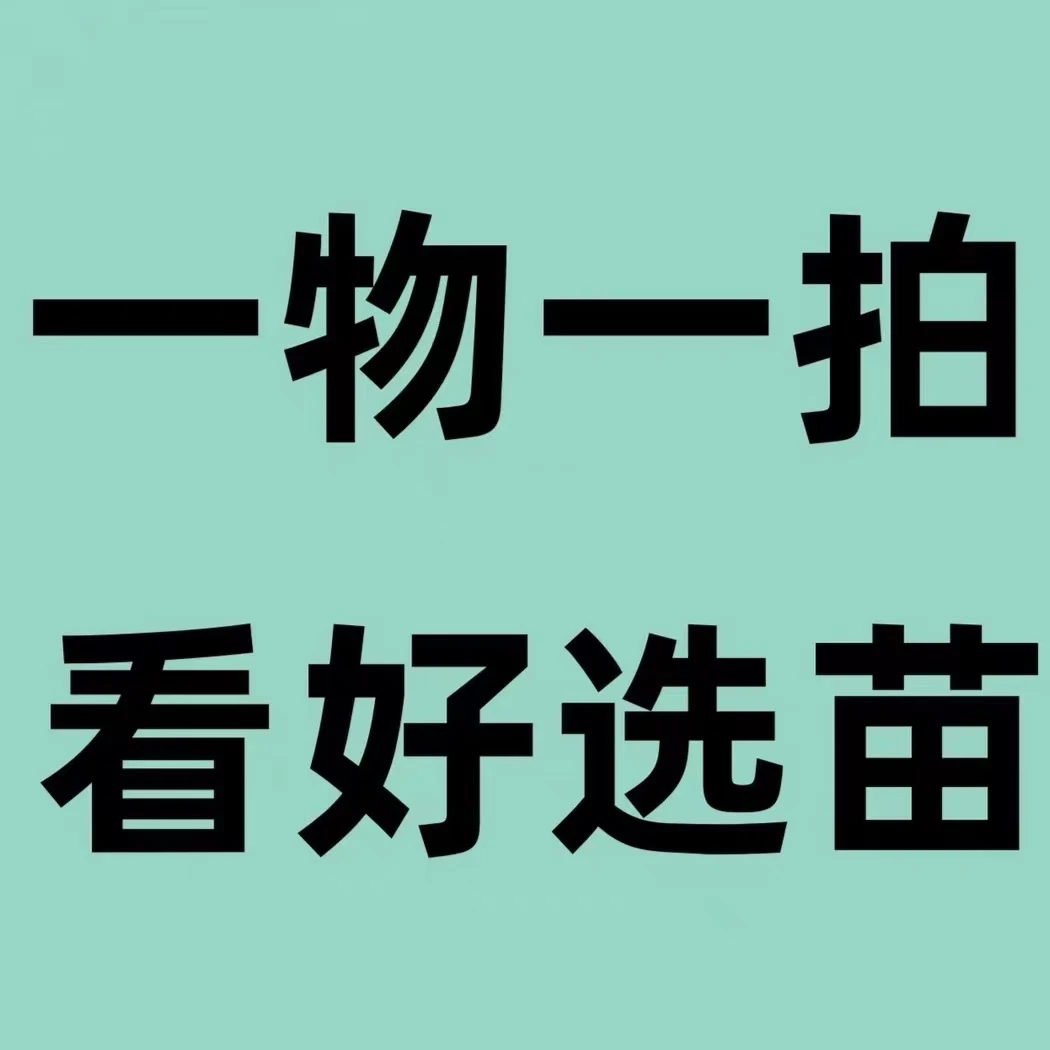 【一物一拍】选好下单朱顶红自然球重瓣大花球朱顶红种球