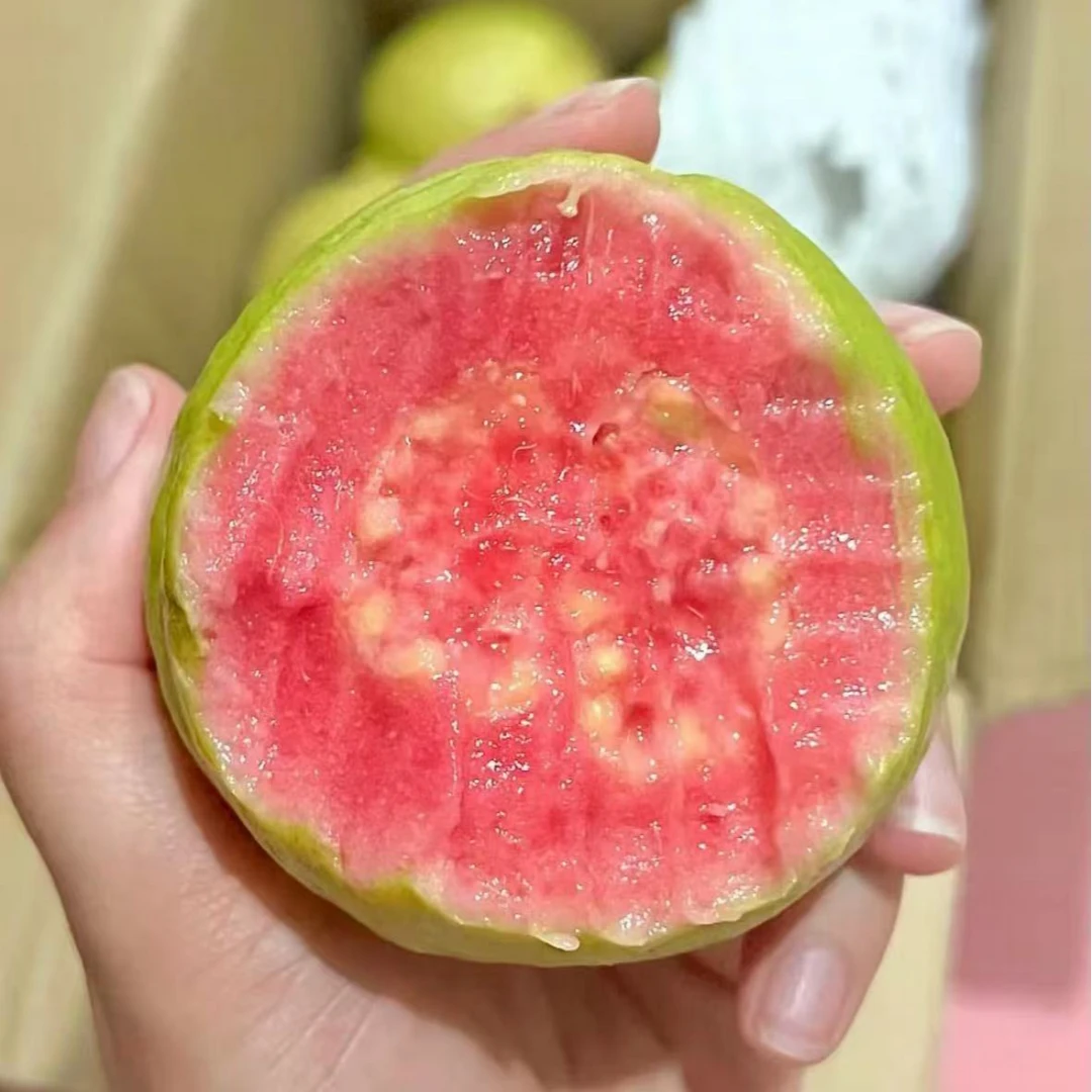 【彩虹公主】红心草莓芭乐净果2.5斤左右 清甜恰到好处【河南省内】