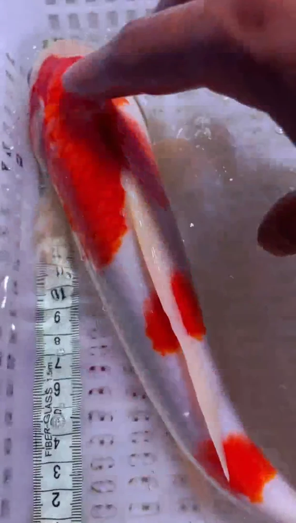 锦鲤锦鲤一物一拍包邮9