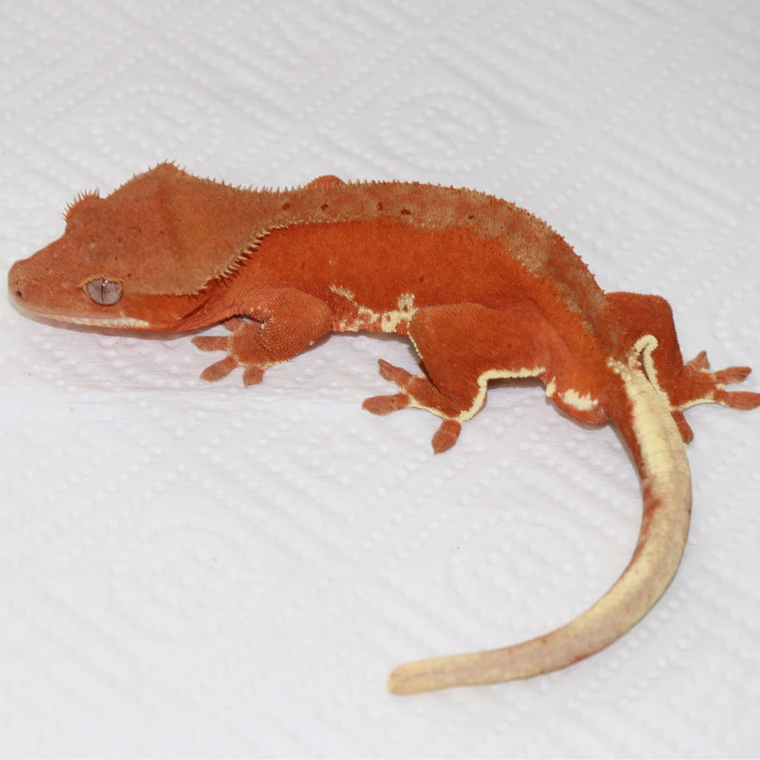 睫角莉莉白新手入门萌宠守宫懒人宠物