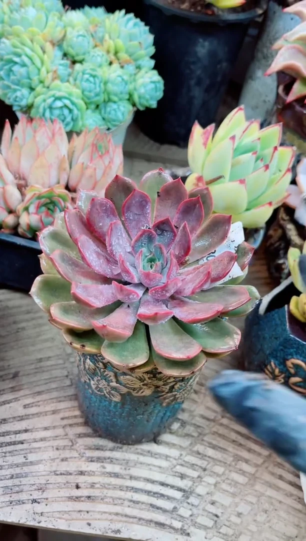 28036多肉植物一物一拍