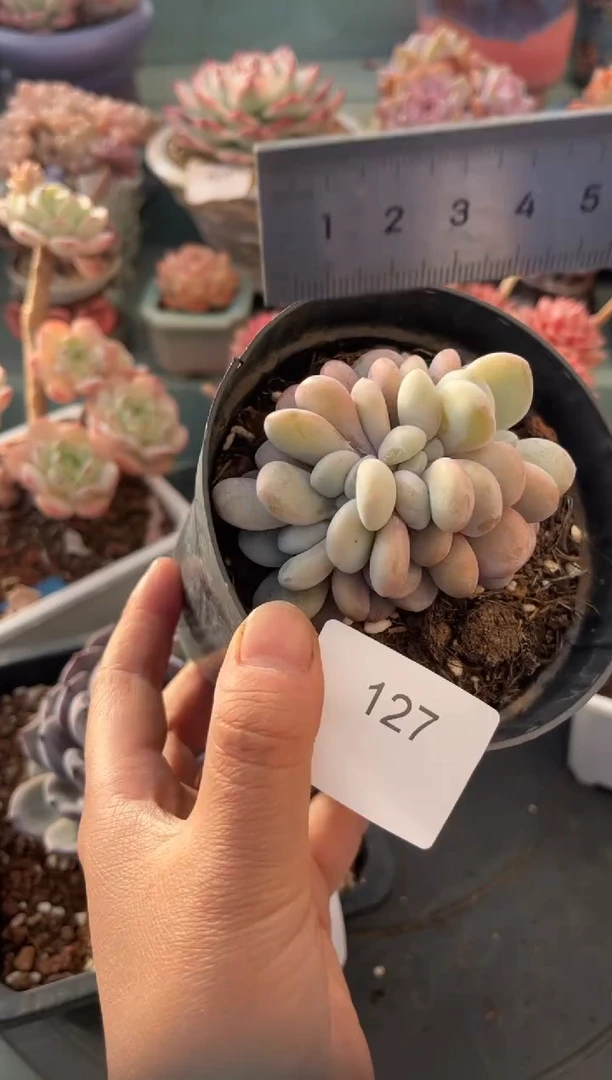 栀*?127拉拉奶缀化多肉