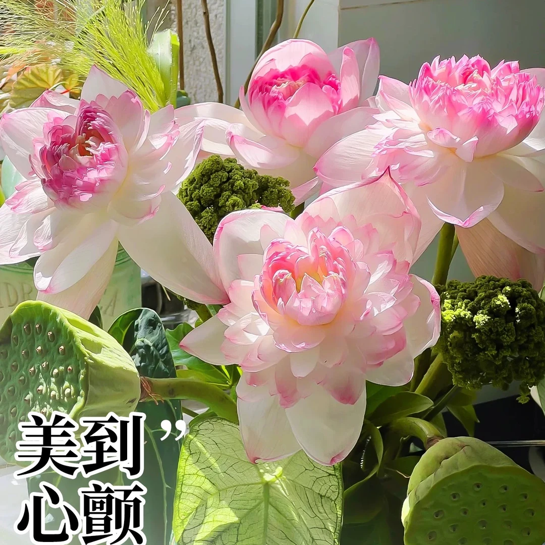 13【顺丰空运明日达】巨无霸荷花 牡丹 芍药 当天现采现发 应季鲜花 同城速运 鲜花同城配送荷花同城配