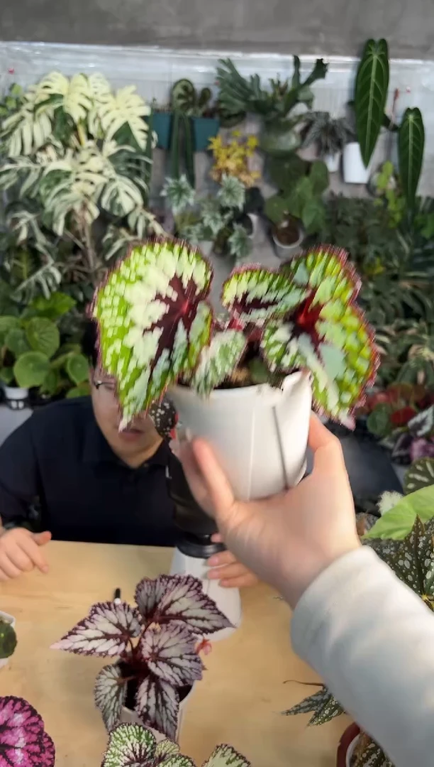 完全开放抹茶巧克力