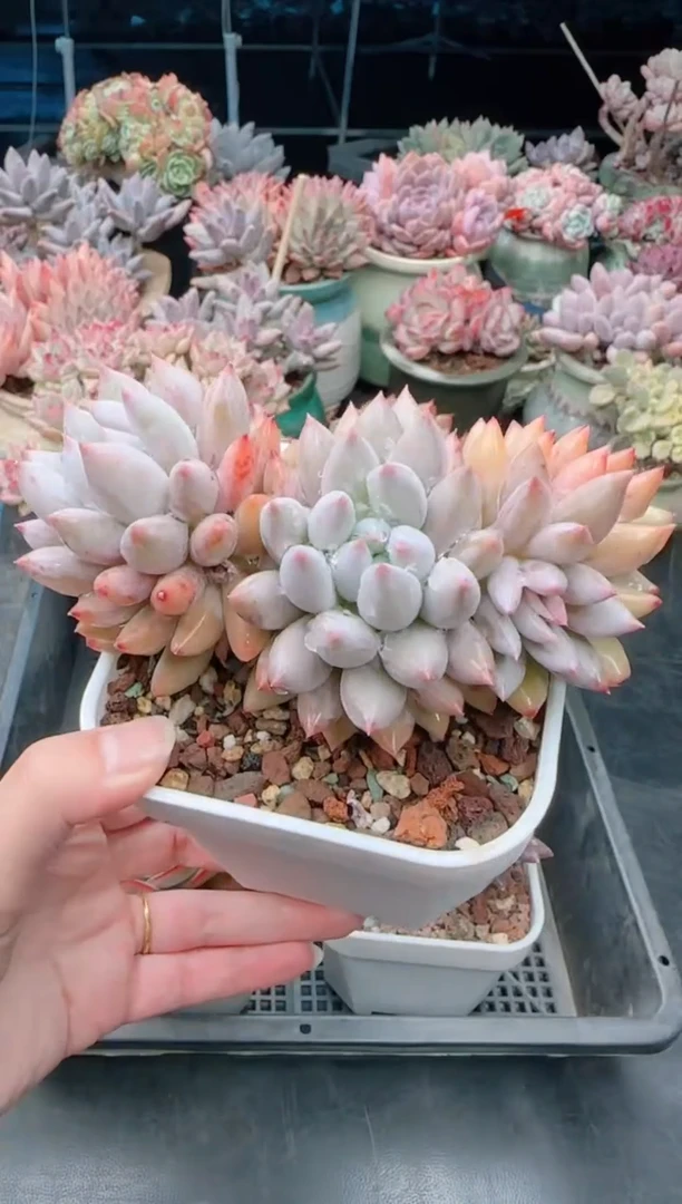 【闪购商品】7126所罗门