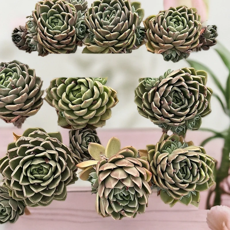 冰橙 室内室外皆可养脱土发（实物以直播展示为准任意两单包邮）