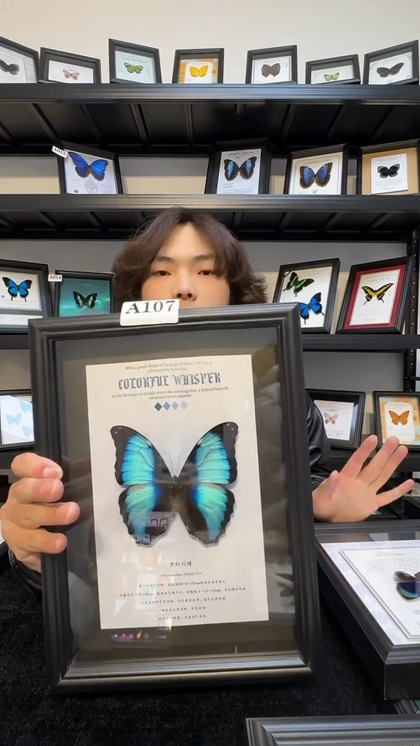 玻璃真实蝴蝶标本