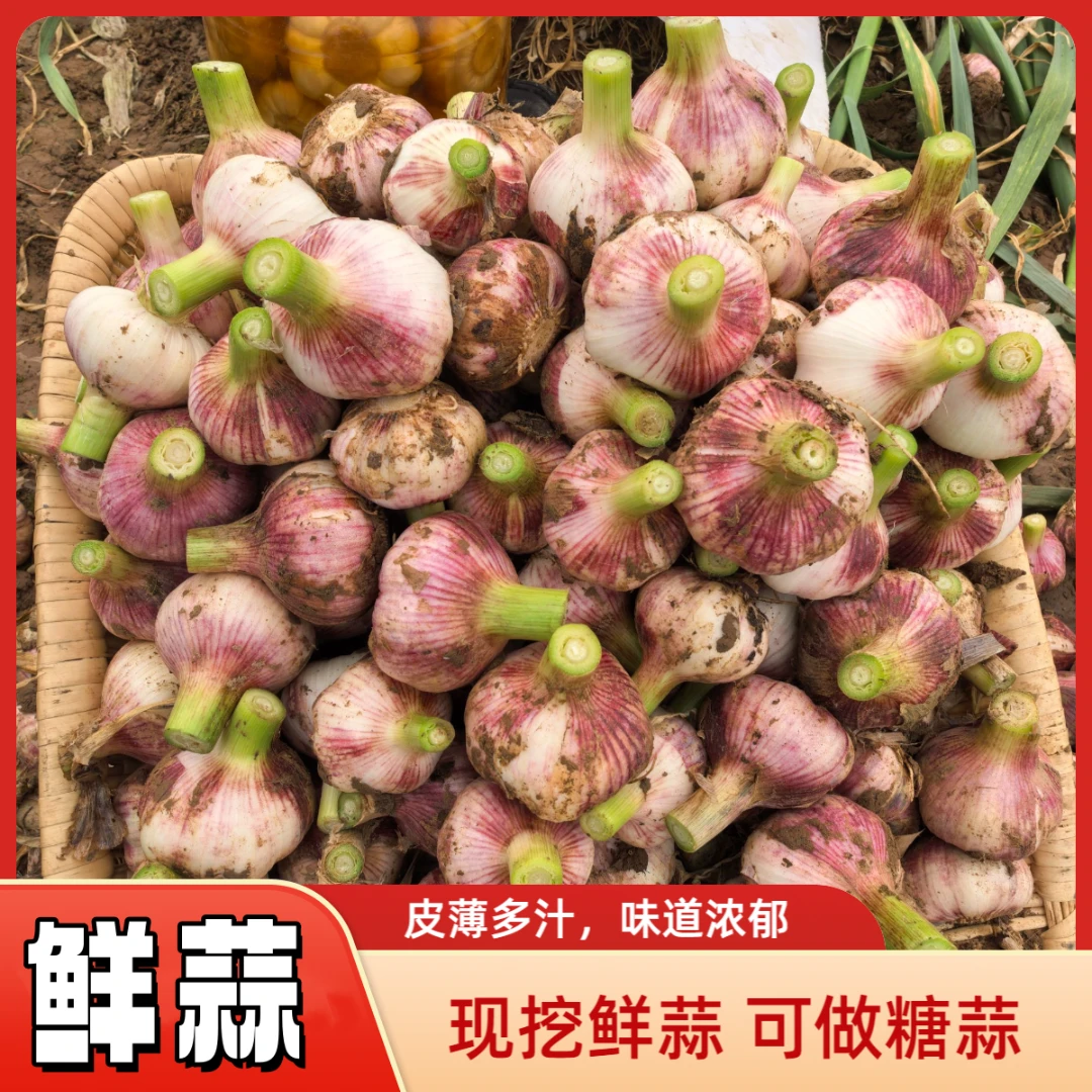 【2025新鲜蒜】产地直发头茬新鲜紫皮多瓣大蒜头可腌制糖醋蒜