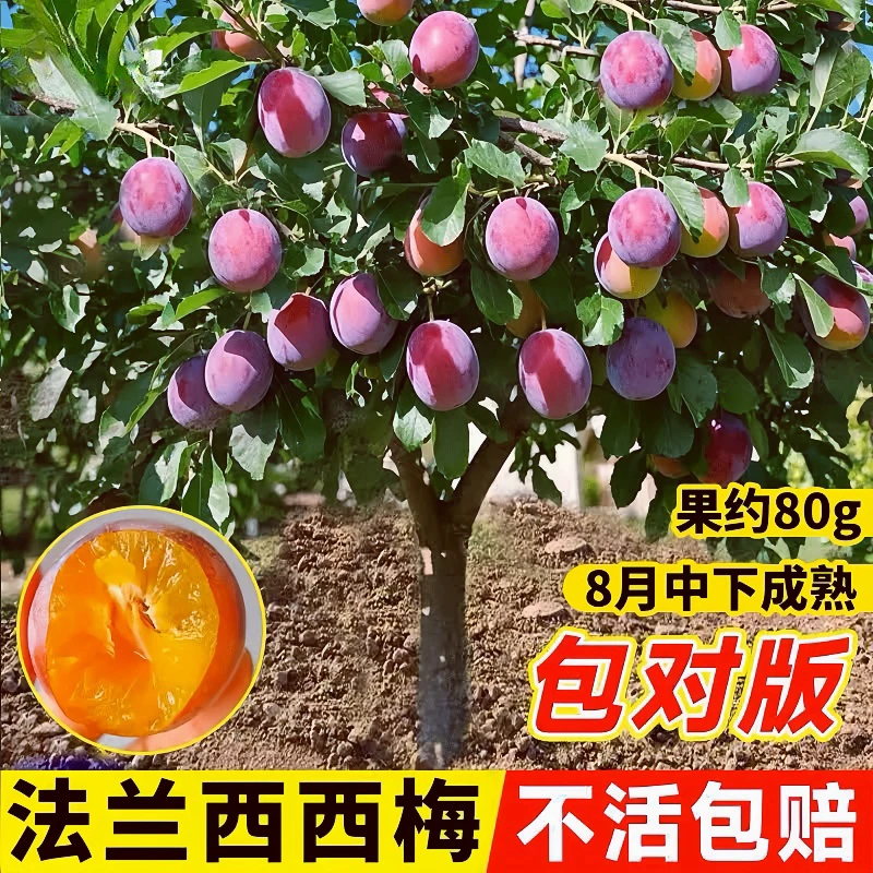 西梅树苗特大法兰西带土南北方庭院阳台种植当年结果果树苗包成活