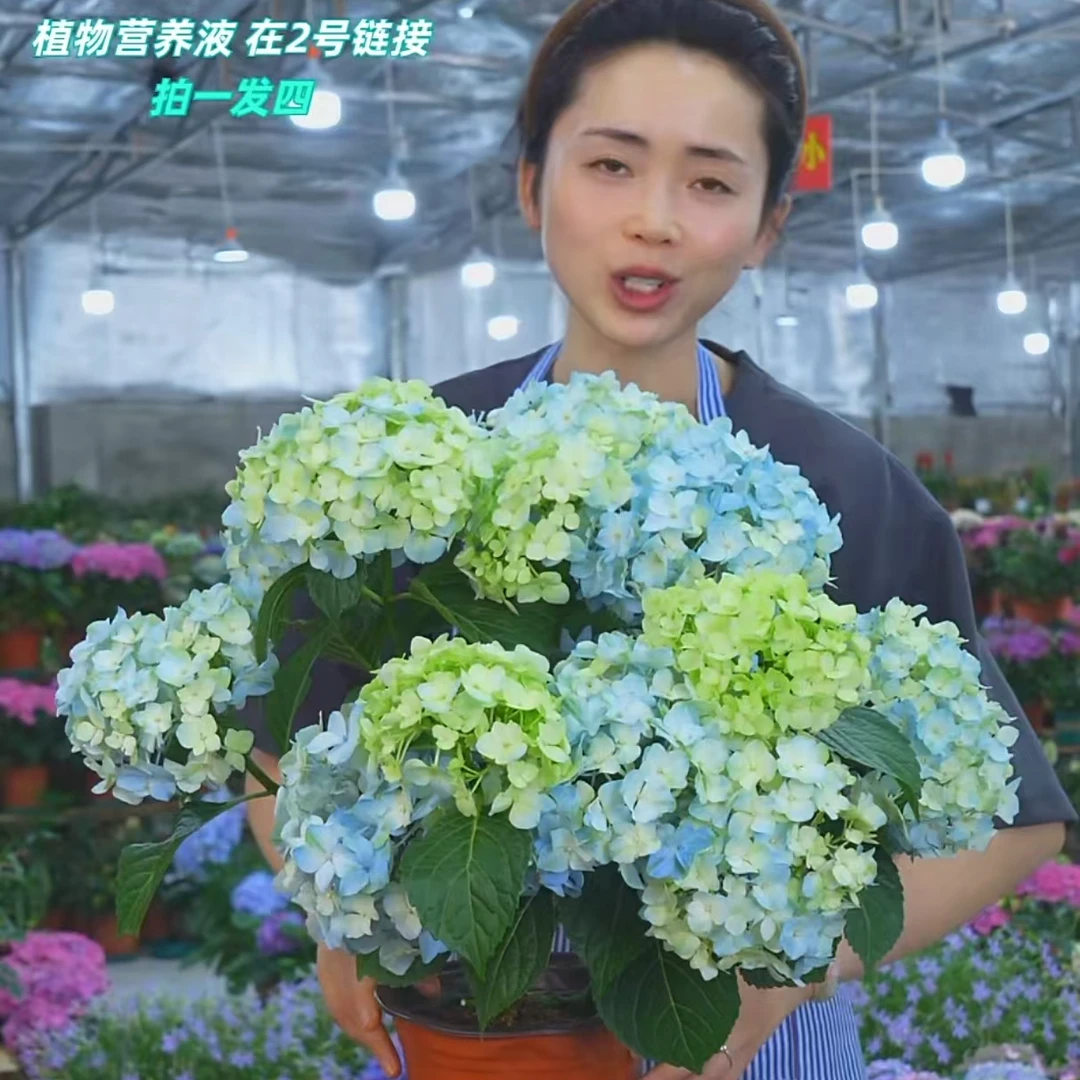 绣球【大海蓝】大花绣球盆栽苗阳台庭院室外养护观赏花卉