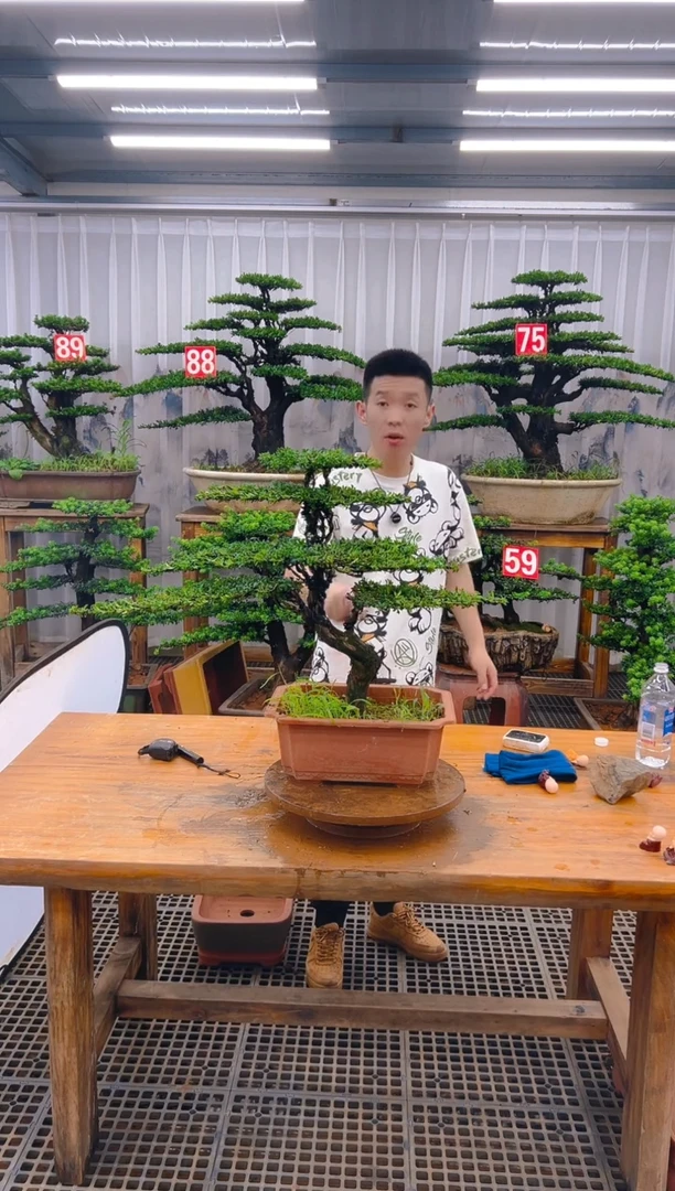 无花朵和**尘精品盆景直播间一物一拍