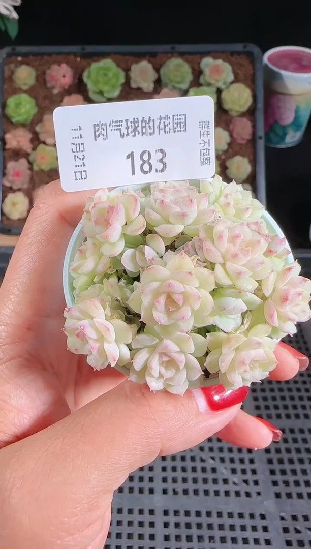 1121-183群生不包整