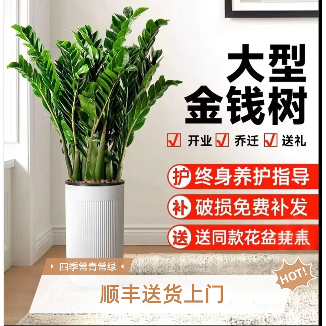 120 - 140cm金钱树室内落地大绿植客厅办公室招财盆栽顺丰发货