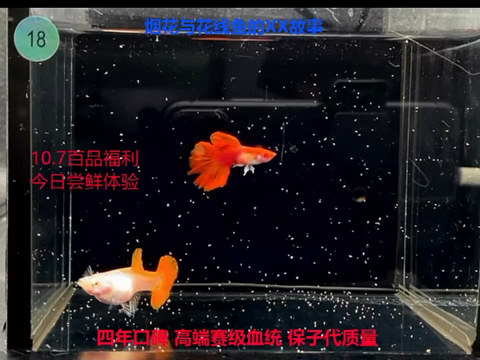 孔雀鱼折扇白子精品微破损