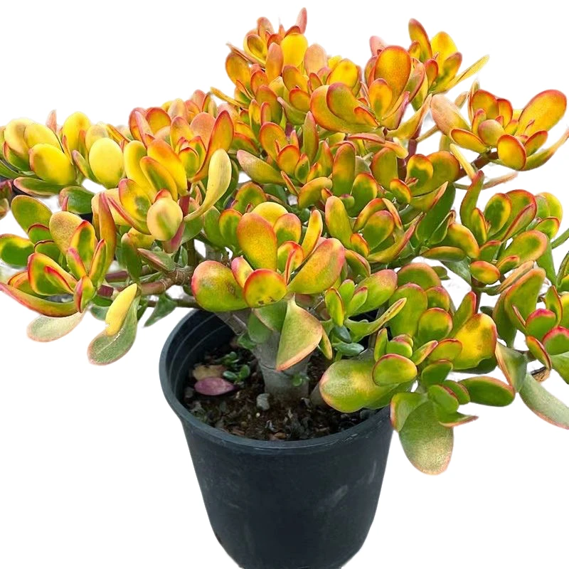 眼镜多肉（黄金花月）整装老桩飘枝盆栽盆景多肉