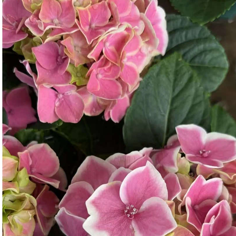 组合绣球盆栽新老枝开花多季节耐热耐寒多年生花卉