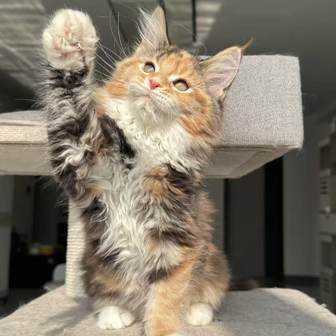 【小五四的大缅因】缅因猫 缅因库恩 活体猫猫