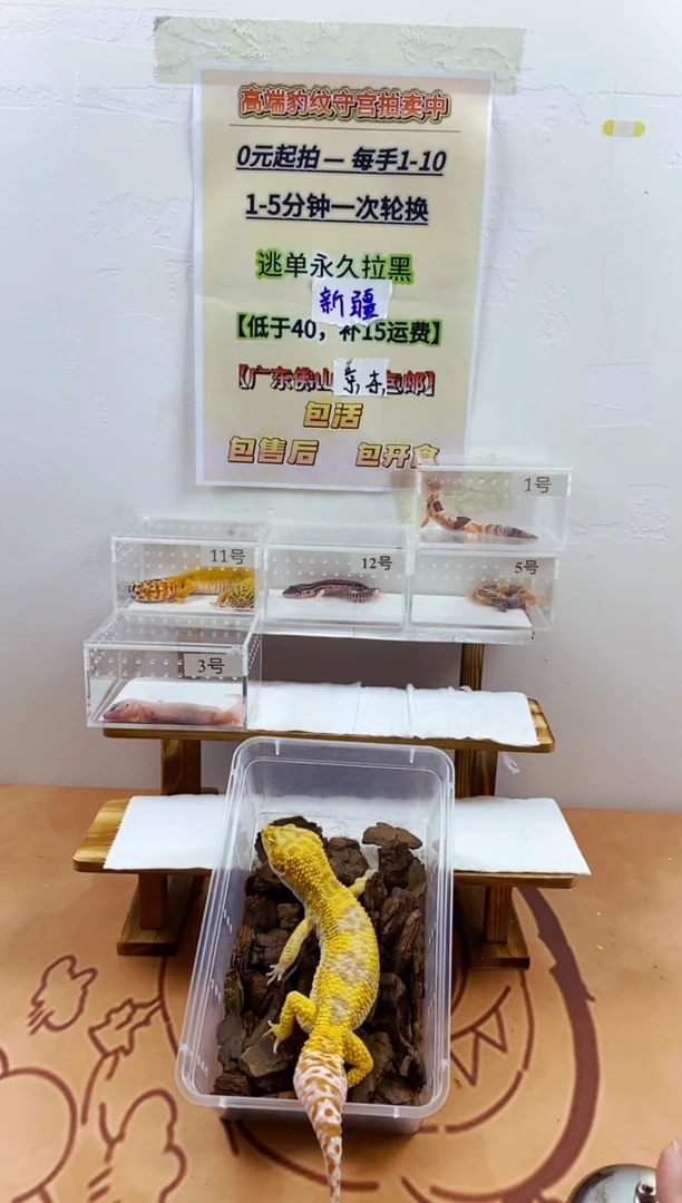 豹纹守宫豹纹守宫幼苗亚成体成体肥尾