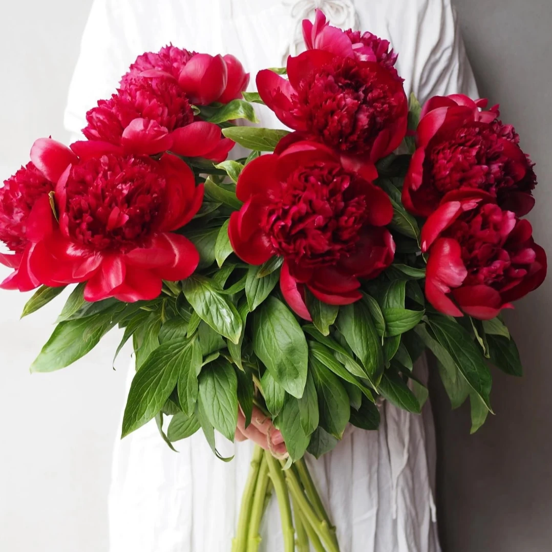 【红色魅力AK】山东大芍药10枝   | 全场任意满鲜花两单包邮