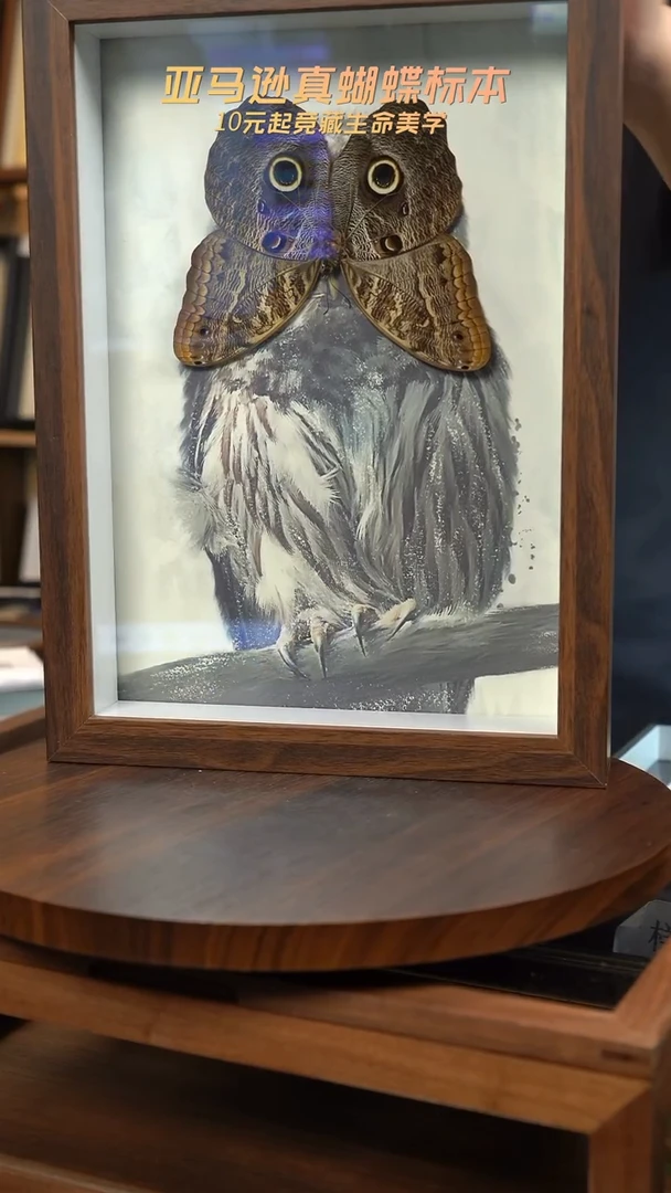 猫头鹰环蝶猫头鹰版A4复古框