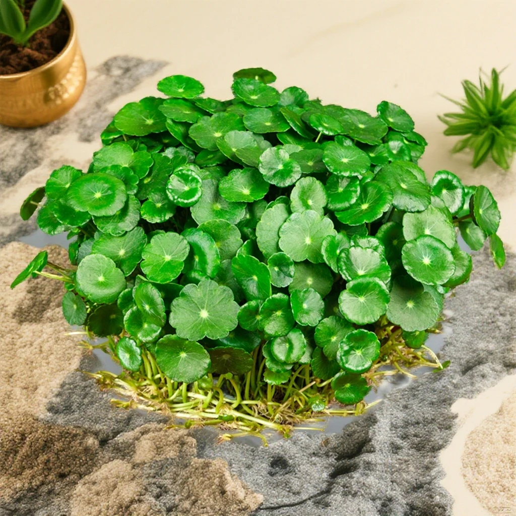 铜钱草水培水养金钱草正宗室内办公室桌面盆栽四季室外空气草鱼