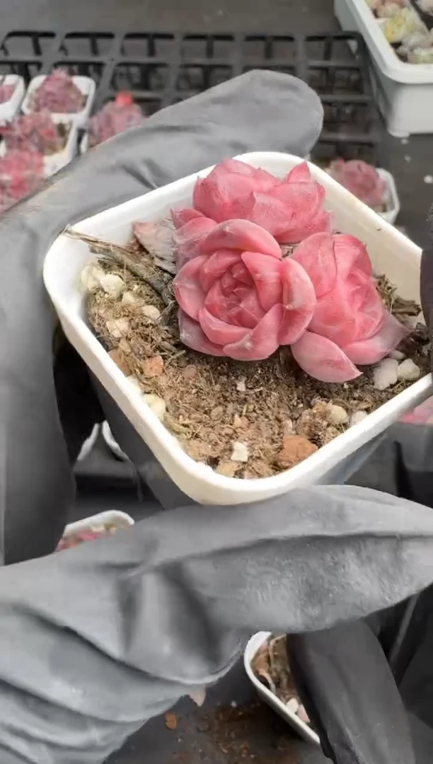 【闪购商品】133号到手2棵--江北多肉