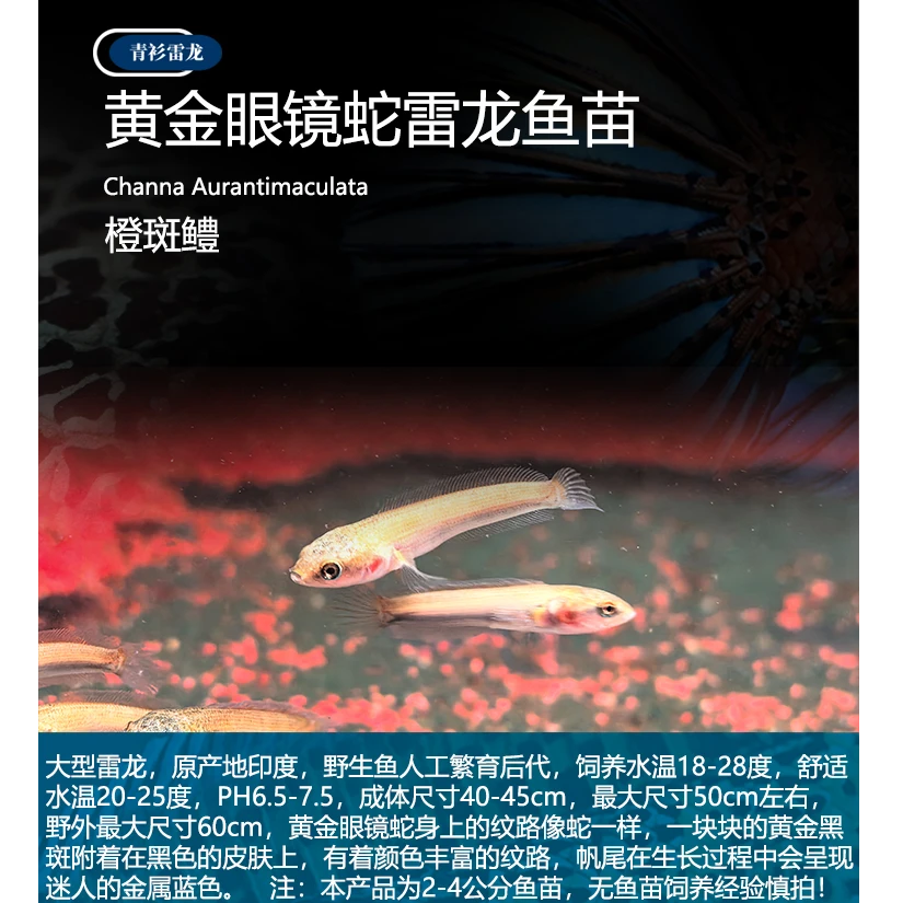 黄金眼镜蛇雷龙鱼苗人工鱼苗雷龙热门品种培育首选赠饲养攻略2种