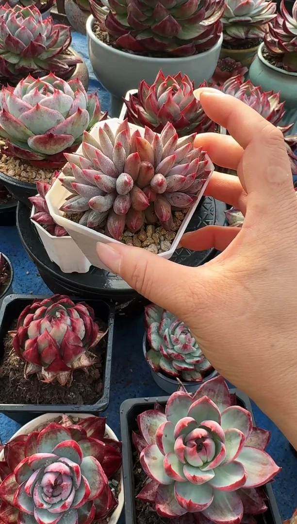 双头虞美人------