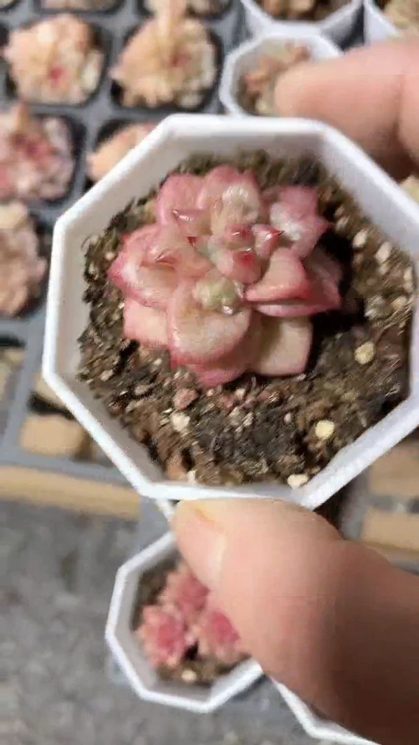 【闪购商品】八角杯蔷薇单双石化多肉