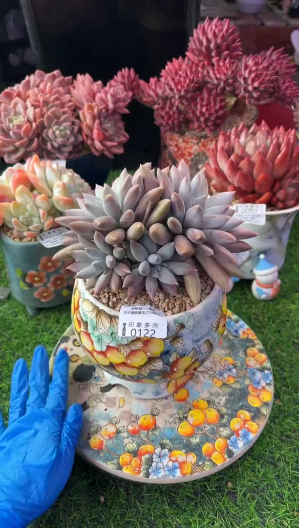 昆明印象多肉0122