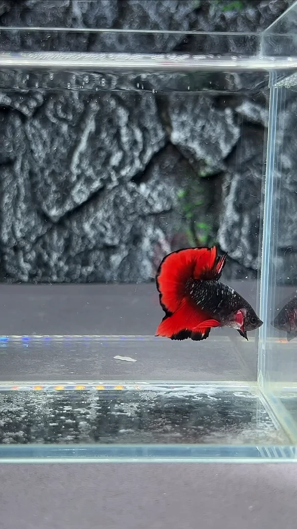 斗鱼竞拍链接A006