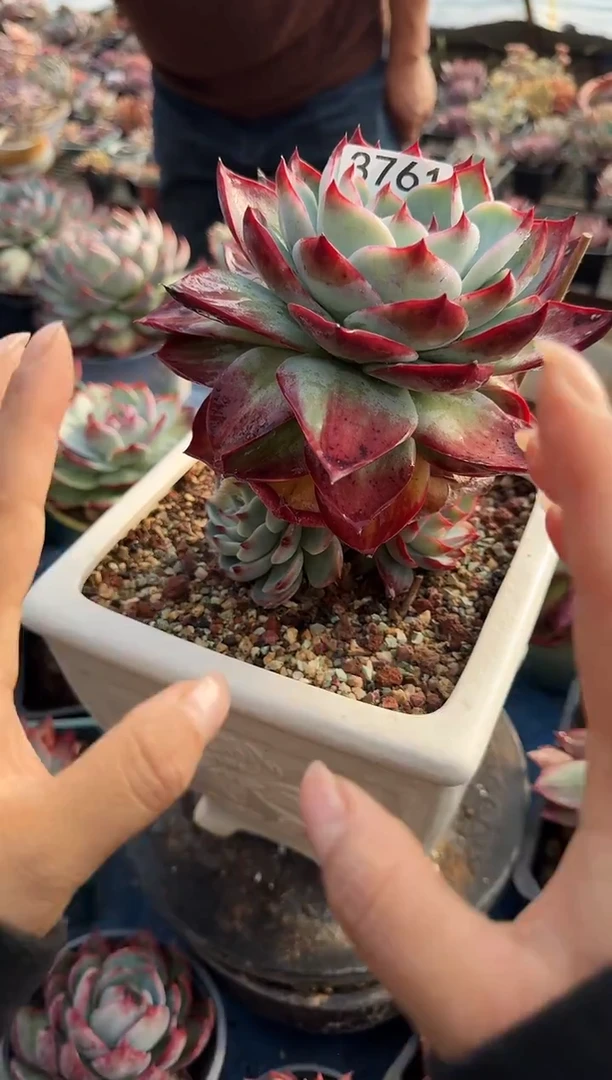 3761惊鸿仙子（裸根发货）