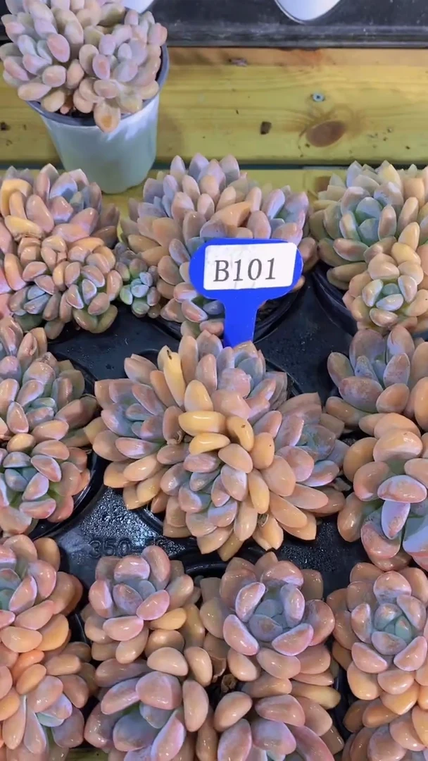 B101-玛丽捧花群4头起（量拍）