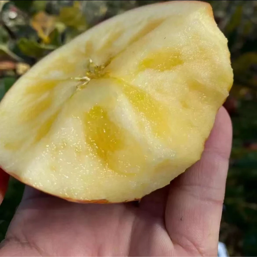 西藏高原红苹果脆甜爽口多汁水果糖心苹果(长得巨丑，介意勿拍)