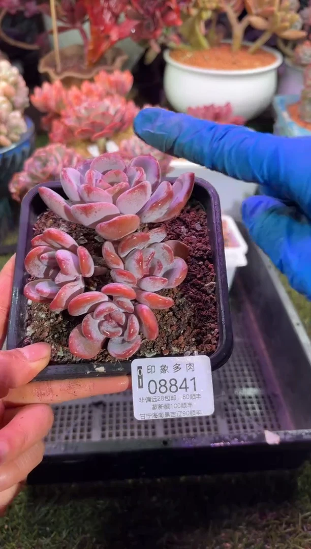 【闪购商品】08841