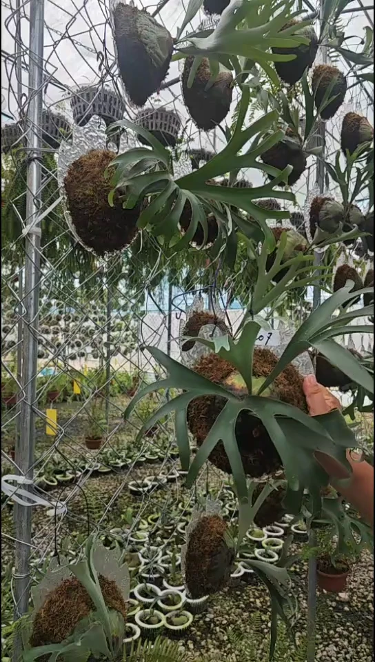 鹿角蕨   207  马圆