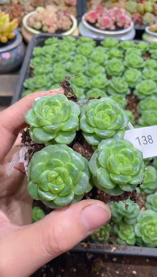 138萌萌小牛   量拍