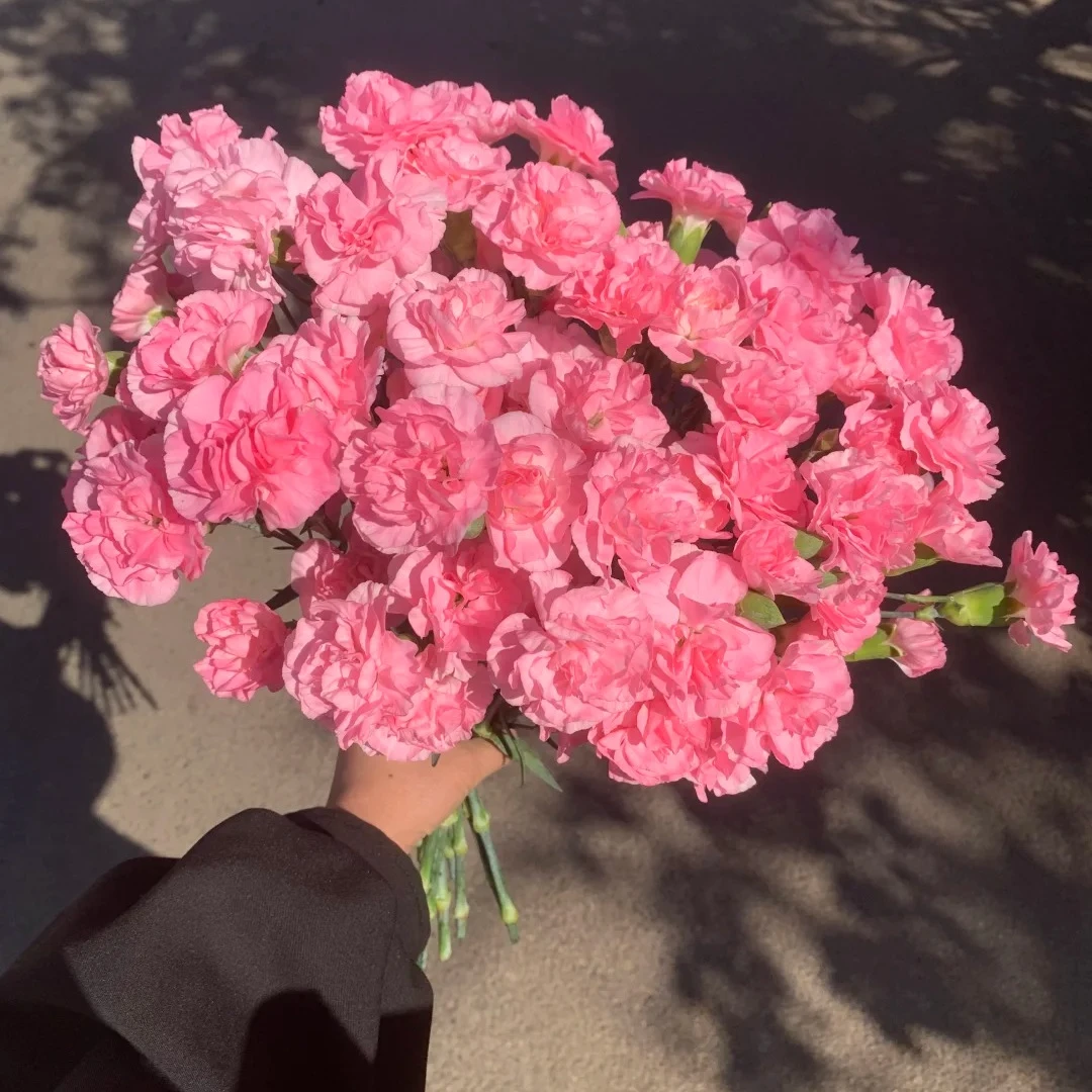 【粉色多头康乃馨】 同地址两单以上顺丰包邮送货上门  送配草