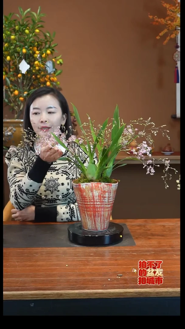 全部花朵粉梦香盆景盆景